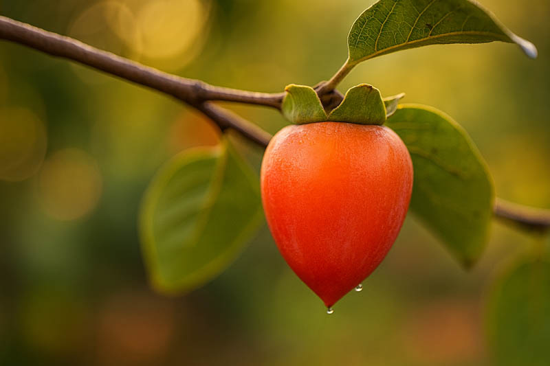 Diospyros kaki, Hachiya, Japanese Persimmon, Oriental Persimmon, Persimmon Fruit, Persimmon Tree, Kaki, Kaki Fruit,