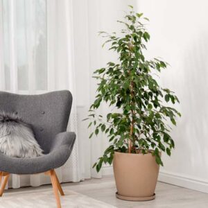 Ficus benjamina, Benjamin Tree, Java Fig, Java Tree, Small-Leaved Rubber Plant, Tropic Laurel, Waringin, Weeping Fig, Evergreen Fig, Evergreen Plant