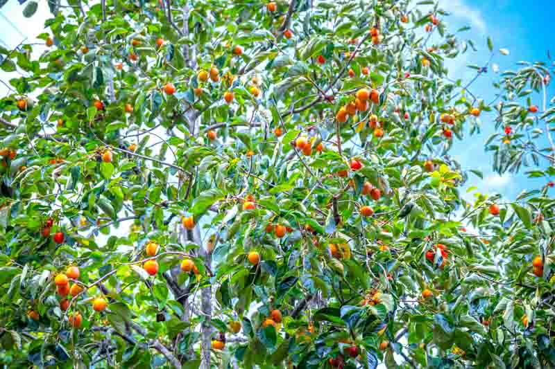 Diospyros kaki, Japanese Persimmon, Chinese Date Plum, Chinese Persimmon, Oriental Persimmon, Kaki