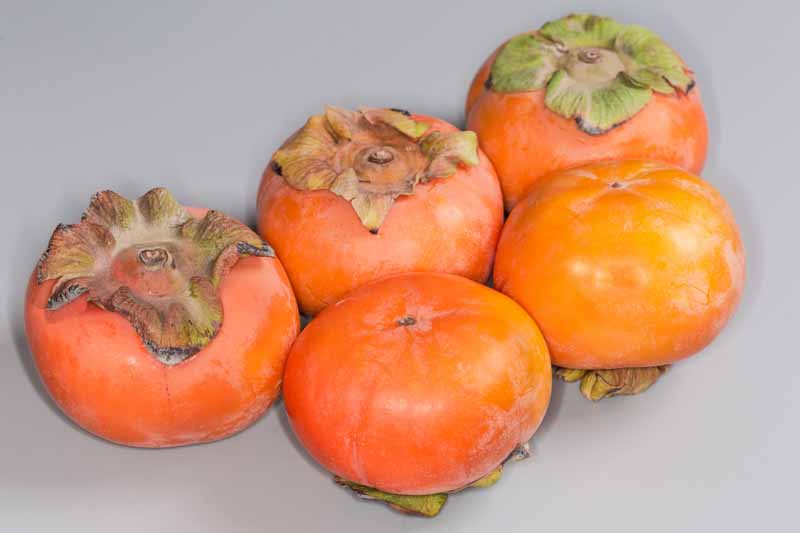 Diospyros kaki, Fuyu, Japanese Persimmon, Oriental Persimmon, Persimmon Fruit, Persimmon Tree, Kaki, Kaki Fruit,