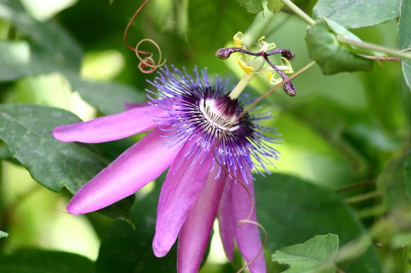 Passiflora 'Lavender Lady', Passion Flower 'Lavender Lady', 'Lavender Lady' Passion Vine,'Lavender Lady' Passionflower, 'Lavender Lady' Passionvine, Lavender Vines, Mediterranean Vines, Purple Flowers, Evergreen Vines