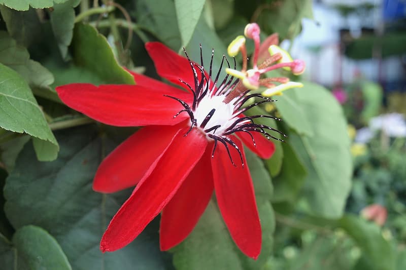 Passiflora Racemosa, Red Passion Flower, Red Passion Vine, Red Passionflower, Red Passionvine, Red Vines, Mediterranean Vines, Red Flowers, Evergreen Vines