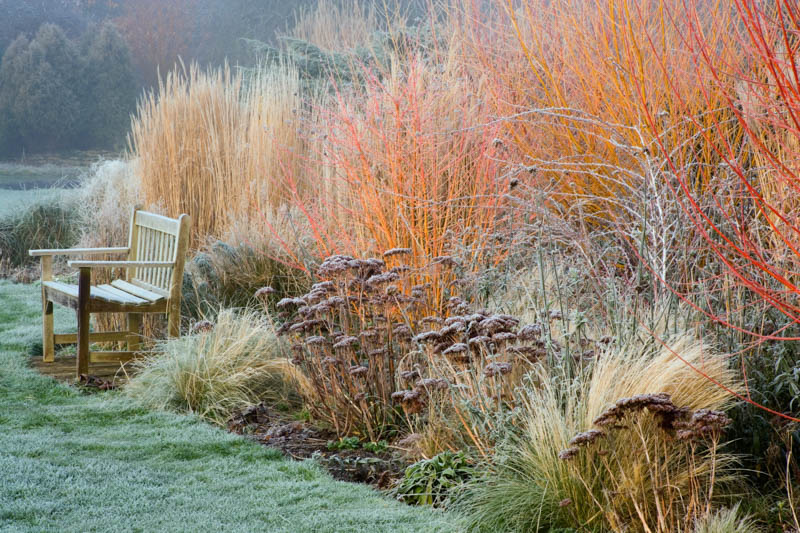 Feather Reed Grass, Calamagrostis x Acutiflora Overdam, Deer resistant plant, Overdam grass