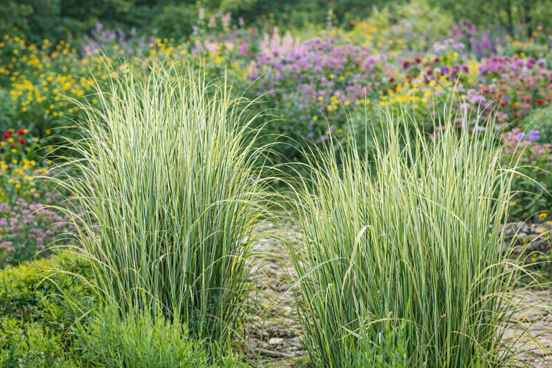 Feather Reed Grass, Calamagrostis x Acutiflora Overdam, Deer resistant plant, Overdam grass