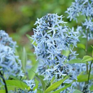 Amsonia tabernaemontana var. salicifolia, Eastern Blue Star, Eastern Bluestar, Amsonia salicifolia, Blue flowers