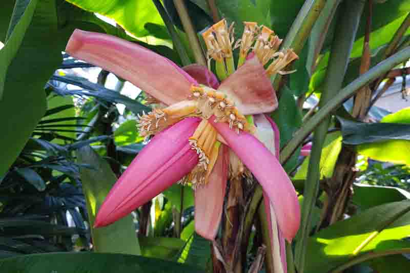 Musa velutina, the hairy banana or pink banana, is a species of seeded banana. Musaceae family.