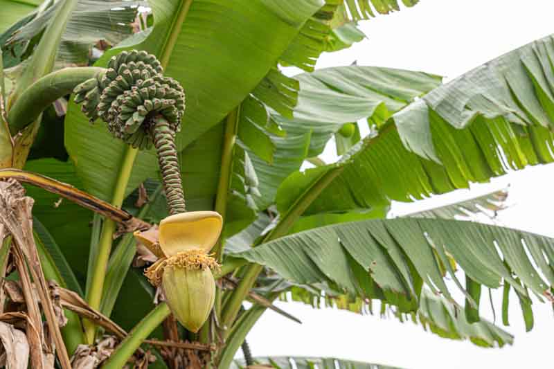 Musa basjoo, Japanese Banana, Japanese Fiber Banana, Hardy Banana, Banana, Tropical Tree, Tropical Shrub