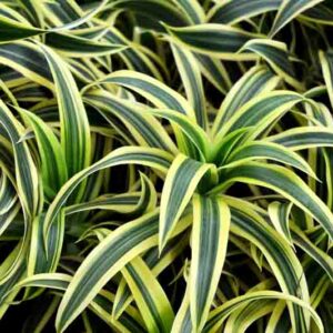 Dracaena fragrans Lemon Lime, Dragon Plant 'Lemon Lime', Corn Plant ' Lemon Lime', Drought tolerant shrub, drought tolerant tree
