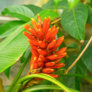 Musa coccinea, Scarlet Banana, Red Torch Banana, Tropical Tree, Tropical Shrub