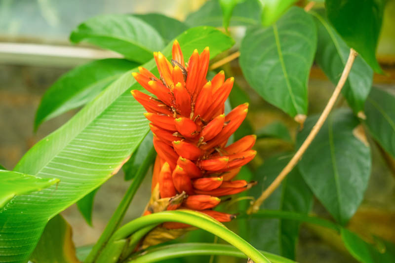 Musa coccinea, Scarlet Banana, Red Torch Banana, Tropical Tree, Tropical Shrub
