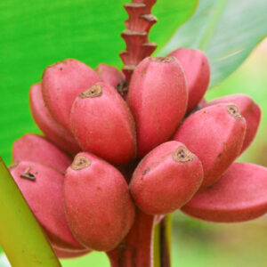Musa velutina, Pink Banana, Hairy Banana, Pink Fruiting Banana, Musa Dasycarpa, Tropical Tree, Tropical Shrub