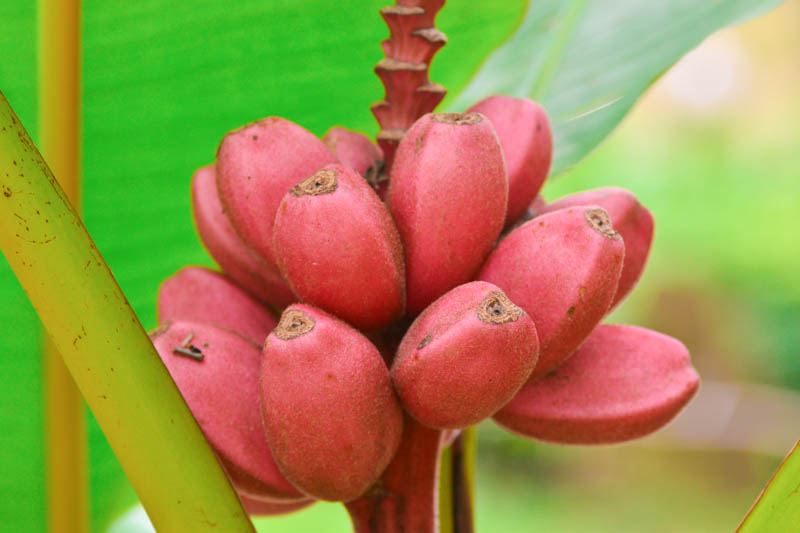 Musa velutina, Pink Banana, Hairy Banana, Pink Fruiting Banana, Musa Dasycarpa, Tropical Tree, Tropical Shrub