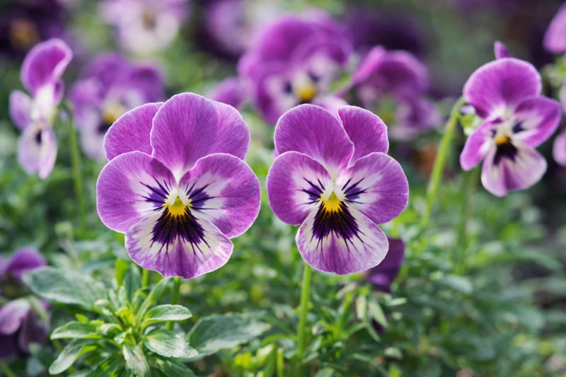 Pansy, Garden Pansy, Pansy Violet, Lady's Delight, Heart's Ease, Stepmother's Flower