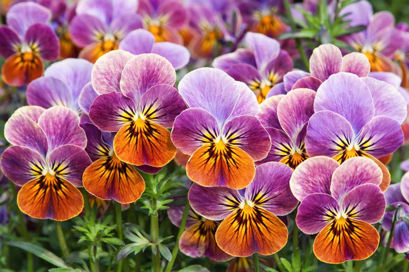 Pansy, Garden Pansy, Pansy Violet, Lady's Delight, Heart's Ease, Stepmother's Flower
