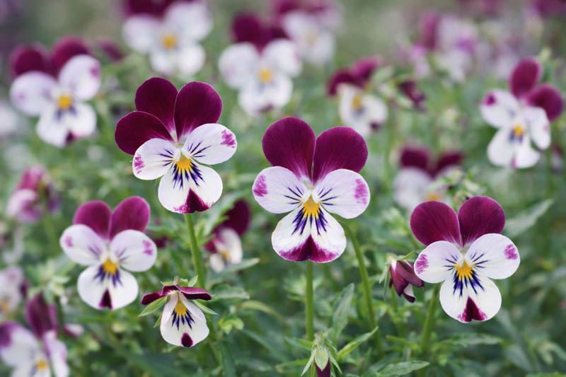 Pansy, Garden Pansy, Pansy Violet, Lady's Delight, Heart's Ease, Stepmother's Flower