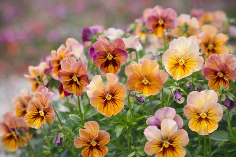 Pansy, Garden Pansy, Pansy Violet, Lady's Delight, Heart's Ease, Stepmother's Flower