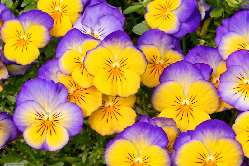 Pansy, Garden Pansy, Pansy Violet, Lady's Delight, Heart's Ease, Stepmother's Flower