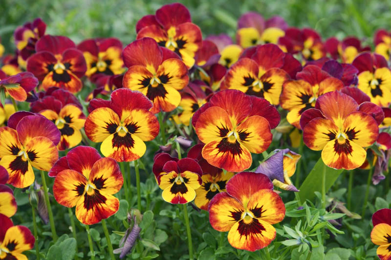 Pansy, Garden Pansy, Pansy Violet, Lady's Delight, Heart's Ease, Stepmother's Flower