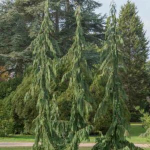 Chamaecyparis nootkatensis 'Green Arrow', Alaska Cedar 'Green Arrow', Yellow Cedar 'Green Arrow', Nootka Cypress 'Green Arrow', Nootka Falsecypress 'Green Arrow', Xanthocyparis nootkatensis 'Green Arrow', Cupressus nootkaensis 'Green Arrow'