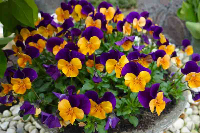 Pansy, Garden Pansy, Pansy Violet, Lady's Delight, Heart's Ease, Stepmother's Flower