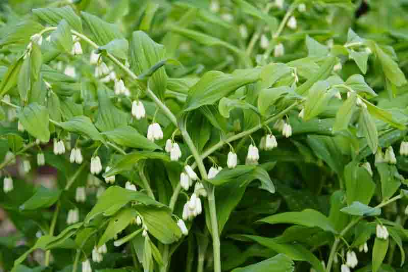 Polygonatum biflorum (smooth Solomon's-seal, great Solomon's-seal) is an herbaceous flowering plant native to eastern and central North America. Hanover, Germany.