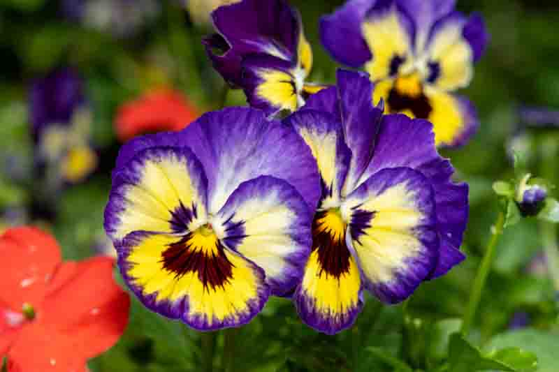 Pansy, Garden Pansy, Pansy Violet, Lady's Delight, Heart's Ease, Stepmother's Flower