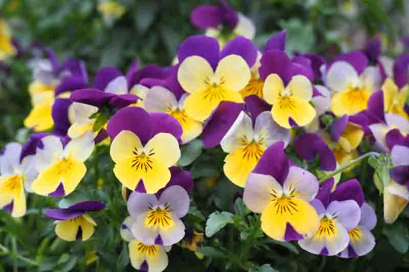 Pansy, Garden Pansy, Pansy Violet, Lady's Delight, Heart's Ease, Stepmother's Flower