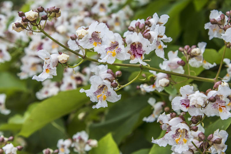 Northern Catalpa, Catalpa speciosa, Catawba, Cigar Tree, Early-Flowering Catalpa, Hardy Catalpa, Indian Cigar, Shawnee wood, Western Catalpa,