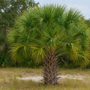 Sabal palmetto, Blue palmetto, Cabbage Palm, Cabbage Palmetto, Cabbage Palmetto Palm, Cabbage Tree, Common Palmetto, Palmetto Palm, Drought tolerant tree, Palm Tree