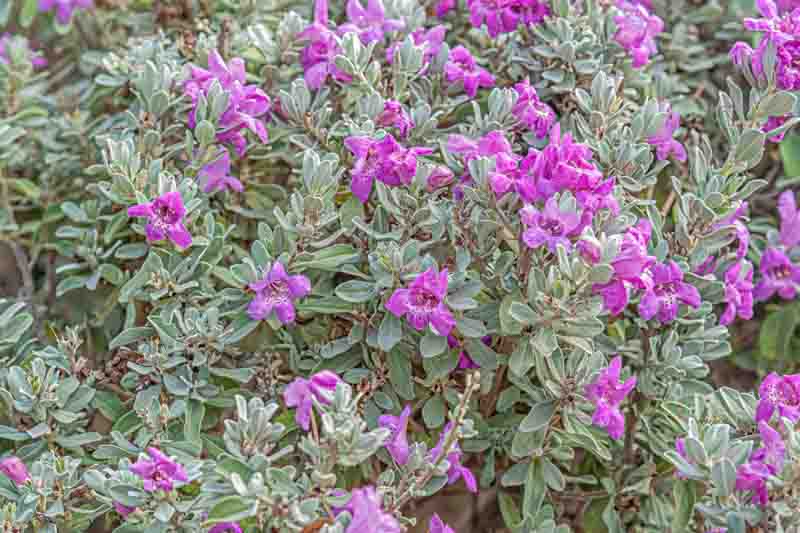 Leucophyllum frutescens, Cenizo, Purple Sage, Texas Ranger, Texas Barometer Bush, Texas Silverleaf, Texas Sage, Silverleaf, Evergreen Shrubs, Purple Flowers