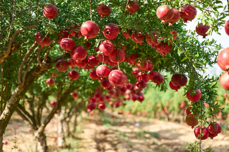 Punica granatum, Pomegranate, Carthaginian Apple, Granada, Red Flowers, Fruit Shrub