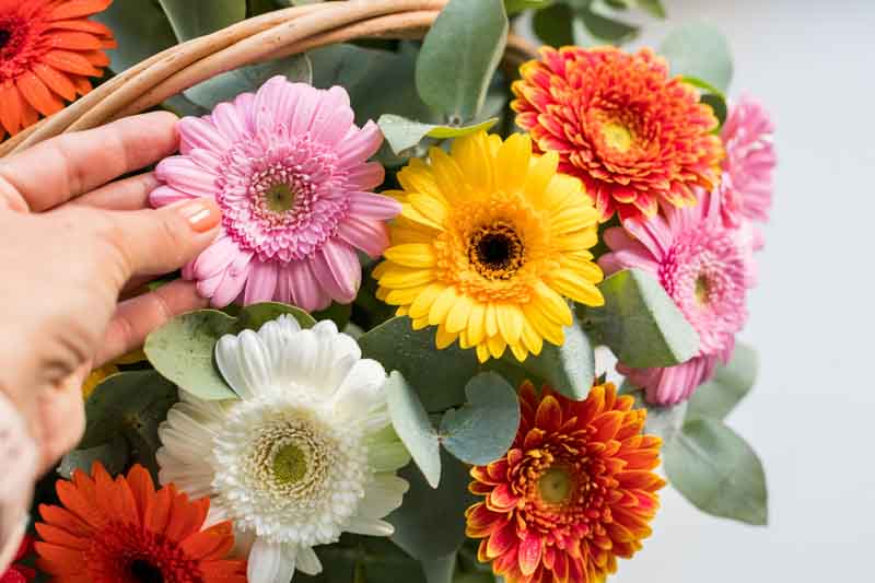 Gerbera daisy, Gerbera, Gerbera daisies, Perennial Flower