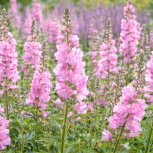 Sidalcea 'Elsie Heug , Checker Bloom 'Elsie Heugh', Prairie Mallow 'Elsie Heugh', Pink Mallows, Pink flowers
