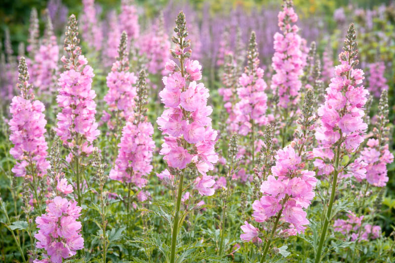 Sidalcea 'Elsie Heug , Checker Bloom 'Elsie Heugh', Prairie Mallow 'Elsie Heugh', Pink Mallows, Pink flowers