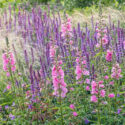 Summer garden design idea with Sidalcea, Checker Bloom, Stipa, Salvia Caradonna, Woodland sage