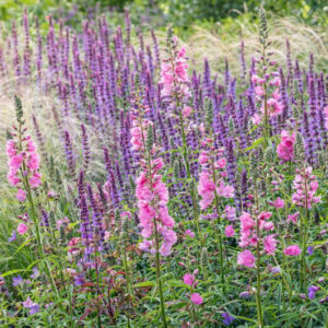 Summer garden design idea with Sidalcea, Checker Bloom, Stipa, Salvia Caradonna, Woodland sage