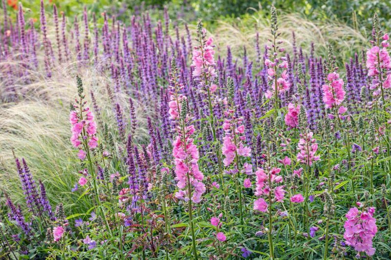 Summer garden design idea with Sidalcea, Checker Bloom, Stipa, Salvia Caradonna, Woodland sage