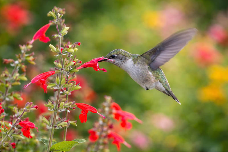 Salvia coccinea, Scarlet Sage, Tropical Sage, Blood Sage, Red Sage, Indian Fire, Red Sage, Native Sage