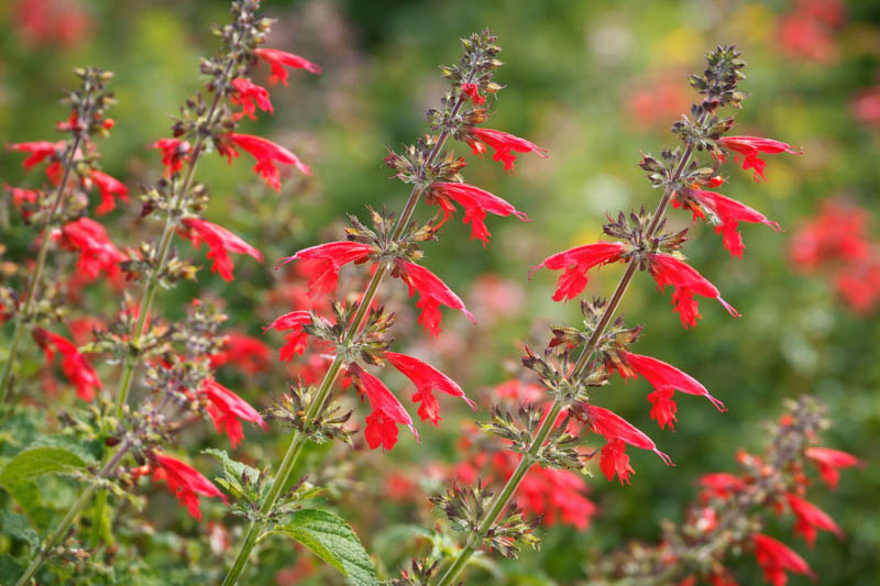 Salvia coccinea, Scarlet Sage, Tropical Sage, Blood Sage, Red Sage, Indian Fire, Red Sage, Native Sage