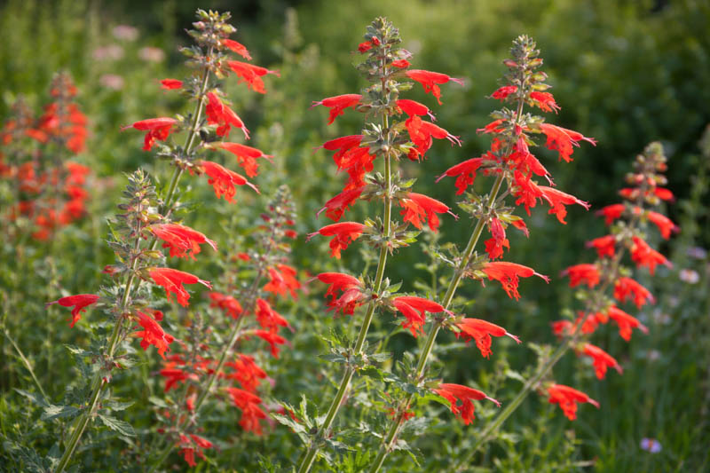 Salvia coccinea, Scarlet Sage, Tropical Sage, Blood Sage, Red Sage, Indian Fire, Red Sage, Native Sage