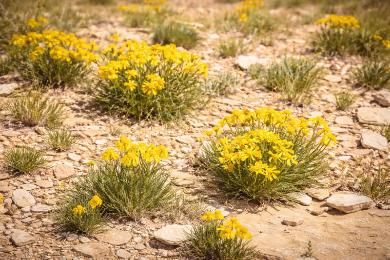 Tetraneuris acaulis,Four-nerve Daisy, Hymenoxys, Stemmy Four-nerve Daisy, Yellow Daisy, Bitterweed, Drought Tolerant Flowers, Yellow Flowers