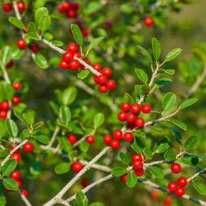 Ilex vomitoria, Yaupon, Yaupon Holly, Cassina, red berries, evergreen shrub, Aquifoliaceae, Berry, holly, Ilex, winter shrub