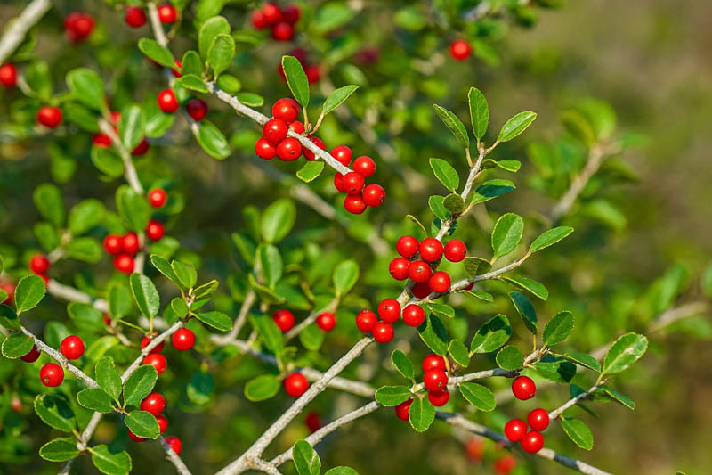 Ilex vomitoria, Yaupon, Yaupon Holly, Cassina, red berries, evergreen shrub, Aquifoliaceae, Berry, holly, Ilex, winter shrub