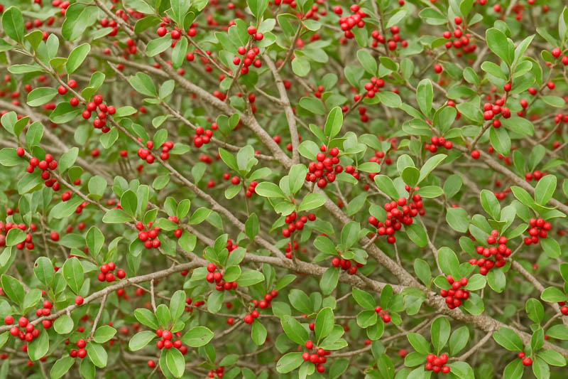 Ilex vomitoria, Yaupon, Yaupon Holly, Cassina, red berries, evergreen shrub, Aquifoliaceae, Berry, holly, Ilex, winter shrub