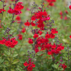 Salvia greggii, Autumn Sage, Cherry Sage, Gregg Salvia, Native Sage
