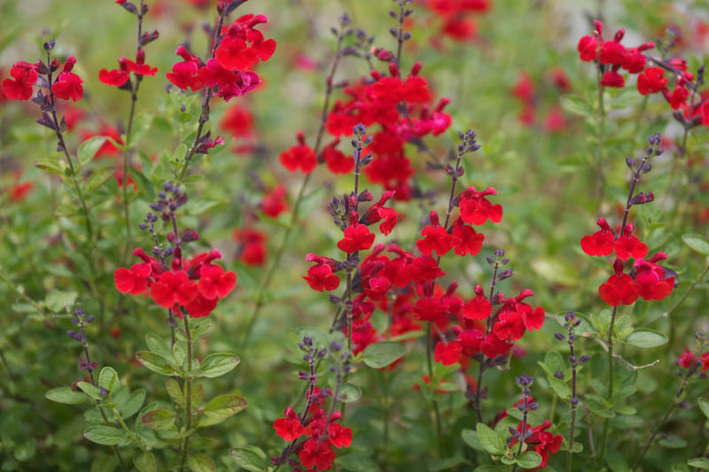 Salvia greggii, Autumn Sage, Cherry Sage, Gregg Salvia, Native Sage