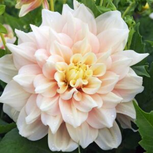 Dahlia Break Out, Break Out Dahlia, Decorative Dahlias, Dinner Plate Dahlias, Dinnerplate Dahlias, Giant Dahlias, Cream Dahlia Flowers, Dahlia Tubers, Dahlia Bulbs, Dahlia Flower, Dahlia Flowers, summer bulbs