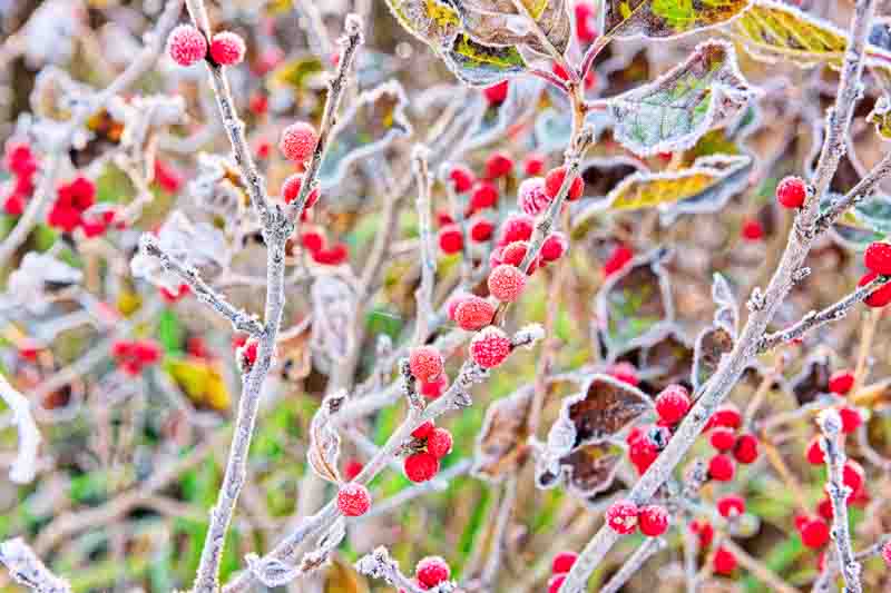 Ilex verticillata, Winterberry, American songbird