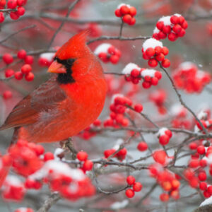 Northern Cardinal (Cardinalis Cardinalis) male in Common Winterberry bush (Ilex Verticillata) in winter