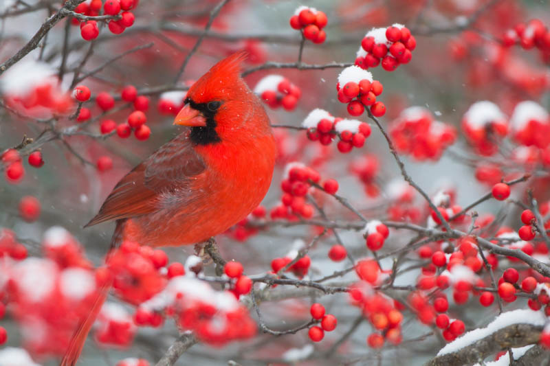 Northern Cardinal (Cardinalis Cardinalis) male in Common Winterberry bush (Ilex Verticillata) in winter